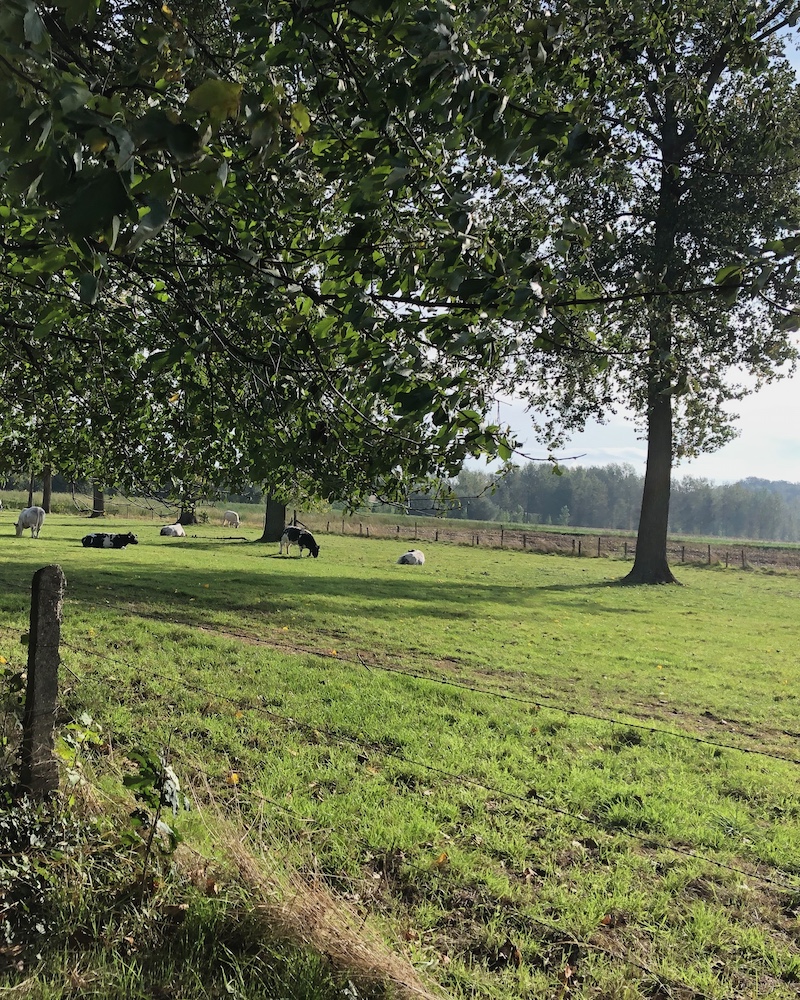 Augustuswandelingen foto "Augustuswandelingen Weide landschap met koeien"