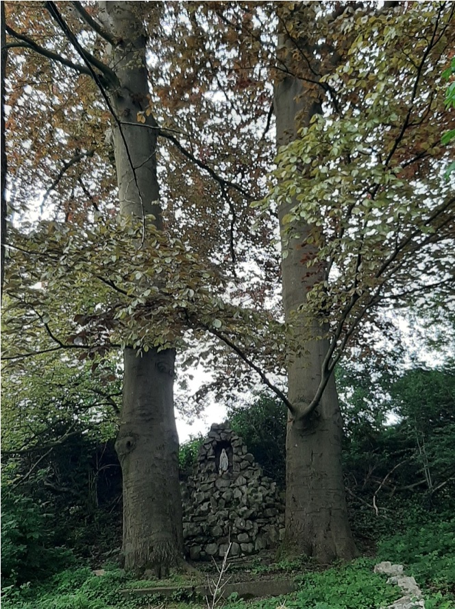 de-twee-Rode-beuken-naast-de-Mariagrot foto van de-twee-Rode-beuken-naast-de-Mariagrot